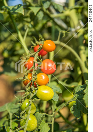 Harvesting cherry tomatoes (mini tomatoes) before harvesting - food ingredients Harvesting cherry tomatoes (mini tomatoes) before harvesting - food ingredients 24738461