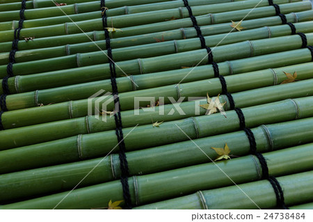 秋葉和竹子 24738484