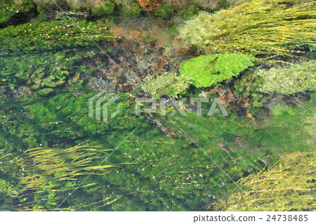 在Azumino流動的春天的堰 24738485