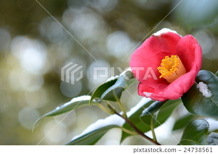 山茶花花和雪 24738561