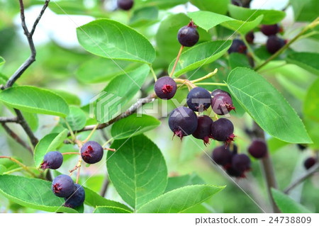 六月漿果 六月漿果 24738809