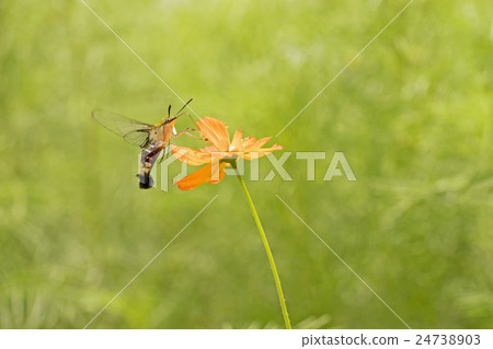 Hawk Moth on flower,Butterfly on orange flower 24738903