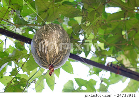 squash cushaw pumpkin or cucurbita mixta on tree squash cushaw pumpkin or cucurbita mixta on tree 24738911