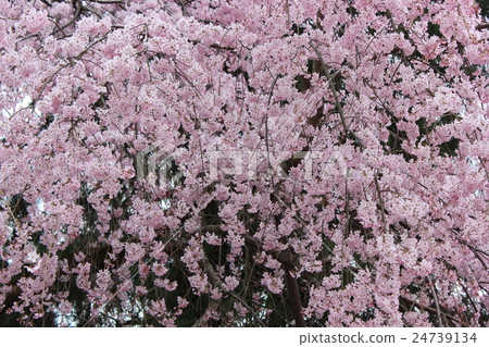 Kanemura Temple in full bloom Shidarezakura 24739134