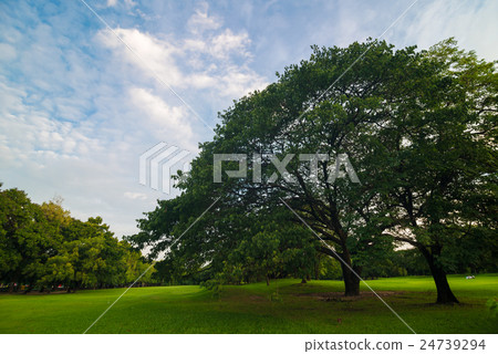 Green grass meadow field with tree cloud Green grass meadow field with tree cloud 24739294