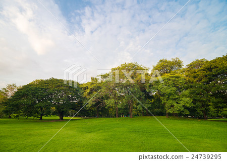 Green grass meadow field on public central park Green grass meadow field on public central park 24739295