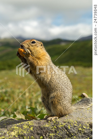 Arctic ground squirrel at foot of volcano on 24739848