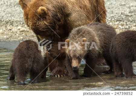 Brown bear with cubs on the shore of Kurile Lake. 24739852