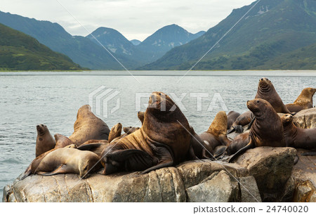 Rookery Steller sea lions. Island in Pacific Ocean 24740020