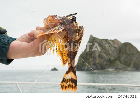 Hemilepidotus is genus of sculpins. Bottom sea 24740021