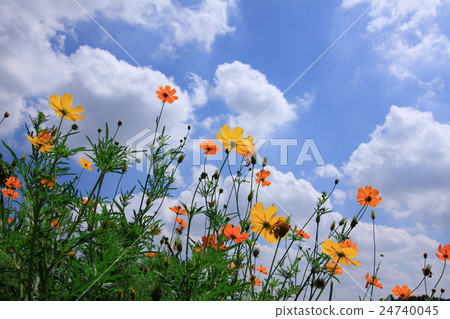Cosmos blooming in satoyama 24740045