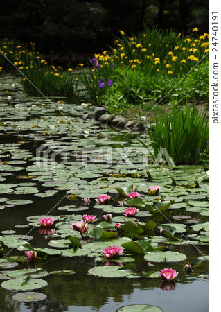 Water lily in the Shrine temple Water lily in the Shrine temple 24740191