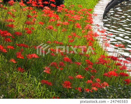 A cluster amaryllis blooming at the water's edge 24740383