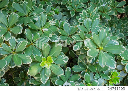 A green leaves of a Graptophyllum pictum 24741205