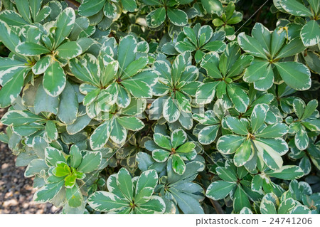 A green leaves of a Graptophyllum pictum 24741206