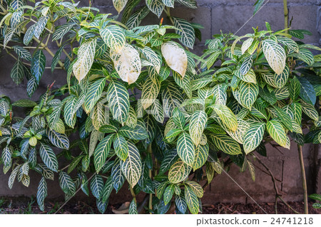 A green leaves of a Graptophyllum pictum 24741218