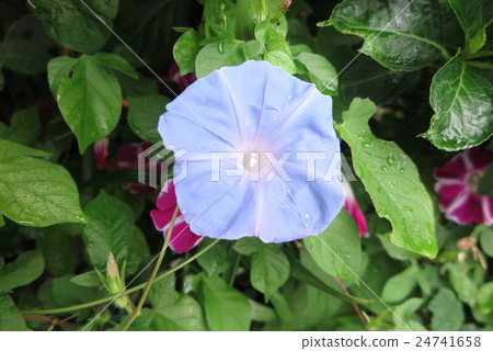 Flowerbed flower "Morning glory: Asagao" Osaka fu Hirakata-shi Flowerbed flower "Morning glory: Asagao" Osaka fu Hirakata-shi 24741658