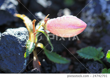 Rock of Takayama Yamaha floral blooming in the shadow 1 ring Rock of Takayama Yamaha floral blooming in the shadow 1 ring 24742701