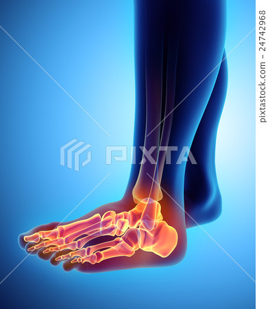 3D illustration of Foot Skeleton, medical concept. 24742968