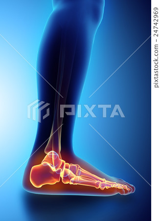 3D illustration of Foot Skeleton, medical concept. 24742969
