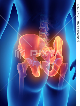 3D illustration of Pelvis, medical concept. 3D illustration of Pelvis, medical concept. 24742971