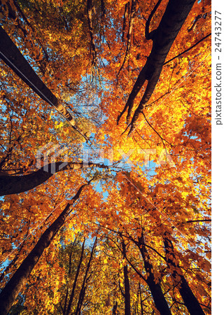 forest forest 24743277