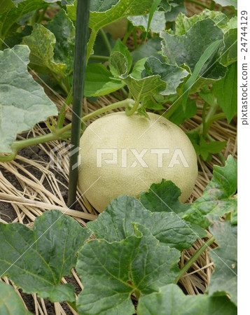 melon melon 24744129