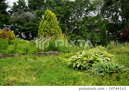 Hokkaido Purple Bamboo Garden 24744142