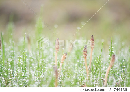 筑紫 筑紫 24744186