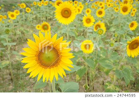 sunflower	 24744595