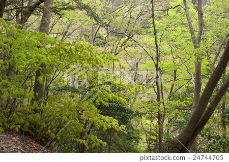 Fresh green bamboo forest Takao mountain 24744705