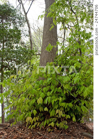 Young leaves of Inubuna Hioka Takao 24744706