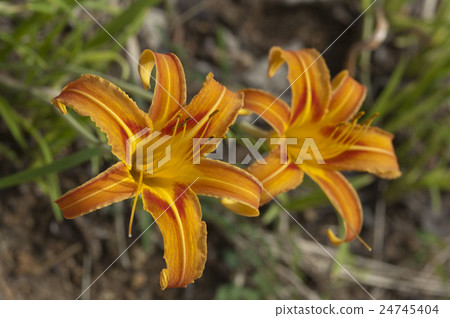 Quercus (forgetfulness in autumn) 24745404