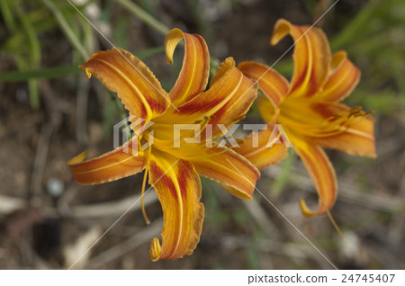 Quercus (forgetfulness in autumn) 24745407