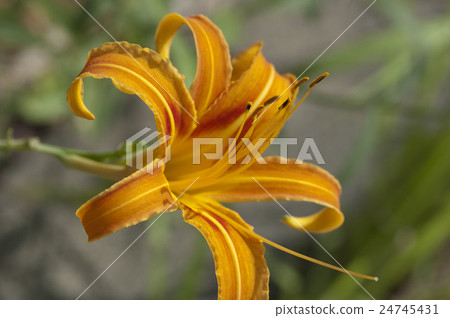 Quercus (forgetfulness in autumn) 24745431