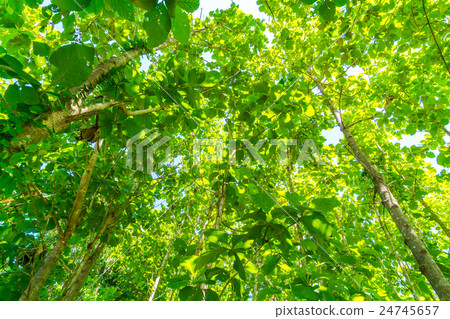 Green forest with sunlight . 24745657