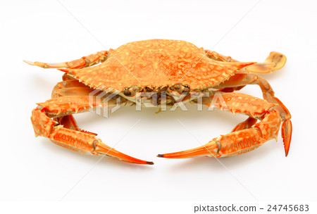 Steamed crabs on white background . Steamed crabs on white background . 24745683