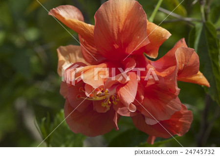 Hibiscus 24745732