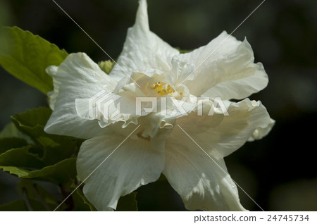 Hibiscus 24745734