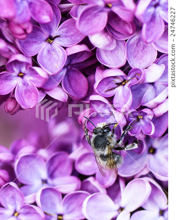 Macro image of spring lilac flower over soft abstr Macro image of spring lilac flower over soft abstr 24746227