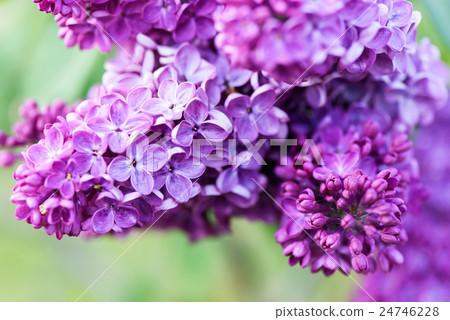 Macro image of spring lilac flower over soft abstr 24746228