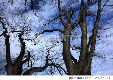 Keyaki冬天的天空山形大樹 Keyaki冬天的天空山形大樹 24746241
