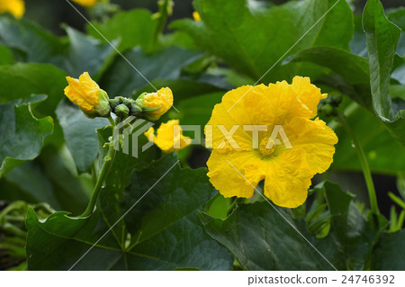 Loofah flowers 24746392