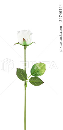 Rose, artificial flowers isolated on white Rose, artificial flowers isolated on white 24746544