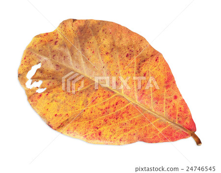 dry leaves isolated on white background dry leaves isolated on white background 24746545