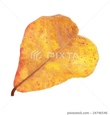dry leaves isolated on white background dry leaves isolated on white background 24746546