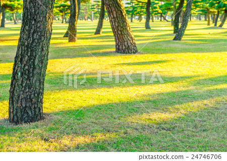 Forest trees 24746706