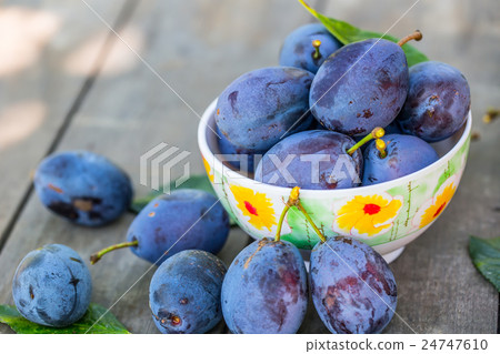 Plums. Blue and violet plums in the garden Plums. Blue and violet plums in the garden 24747610