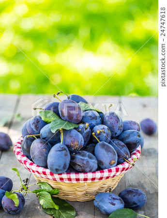 Plums. Blue and violet plums in the garden  24747618