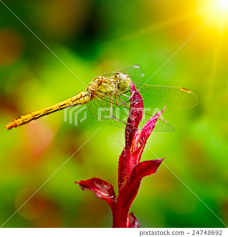 Large dragonfly illuminated by the sun Large dragonfly illuminated by the sun 24748692